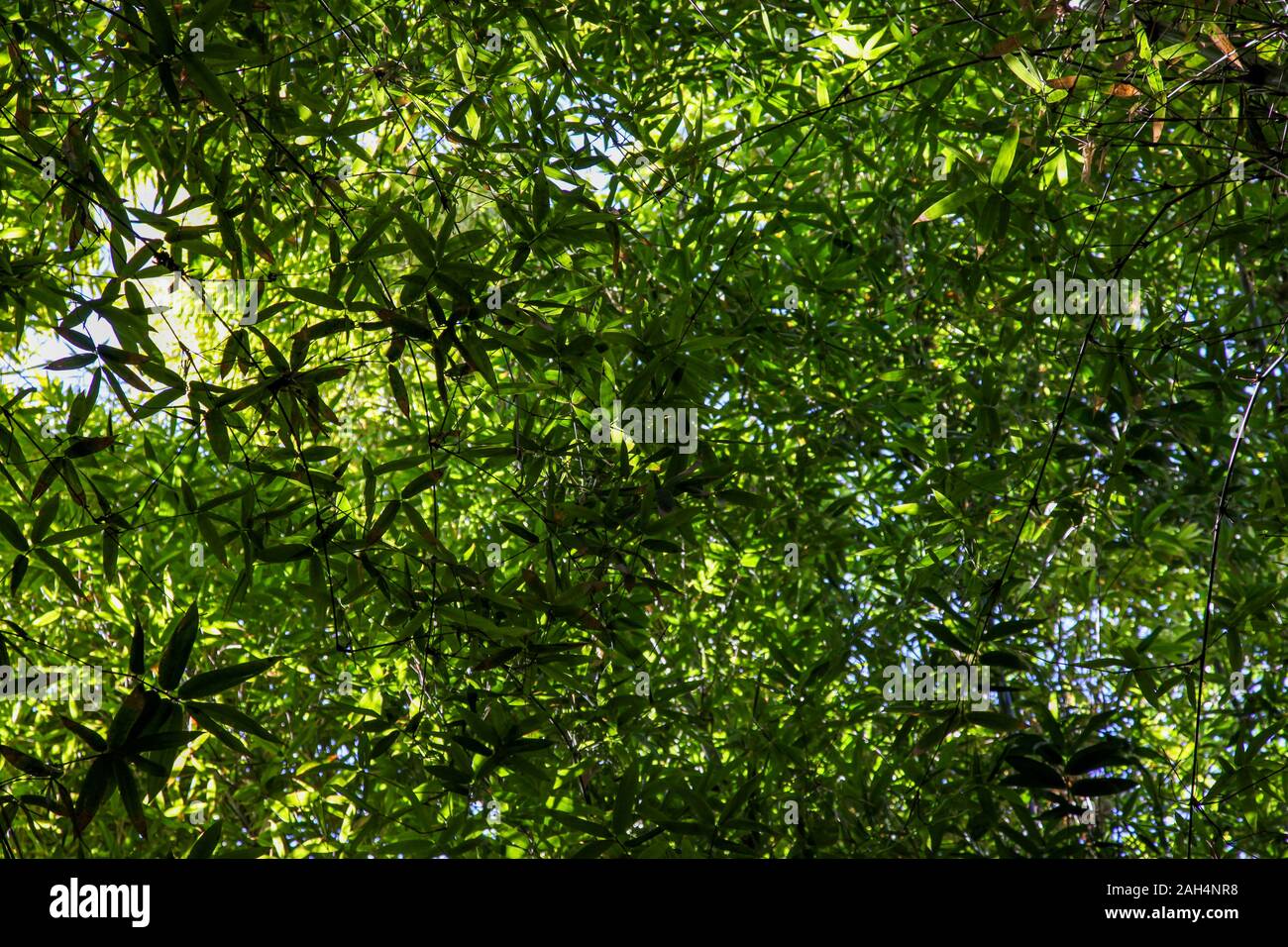 A canopy of greenery Stock Photo