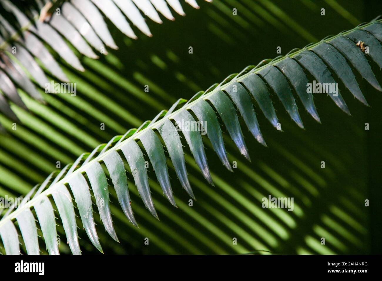An abstract of green, lush leaves Stock Photo