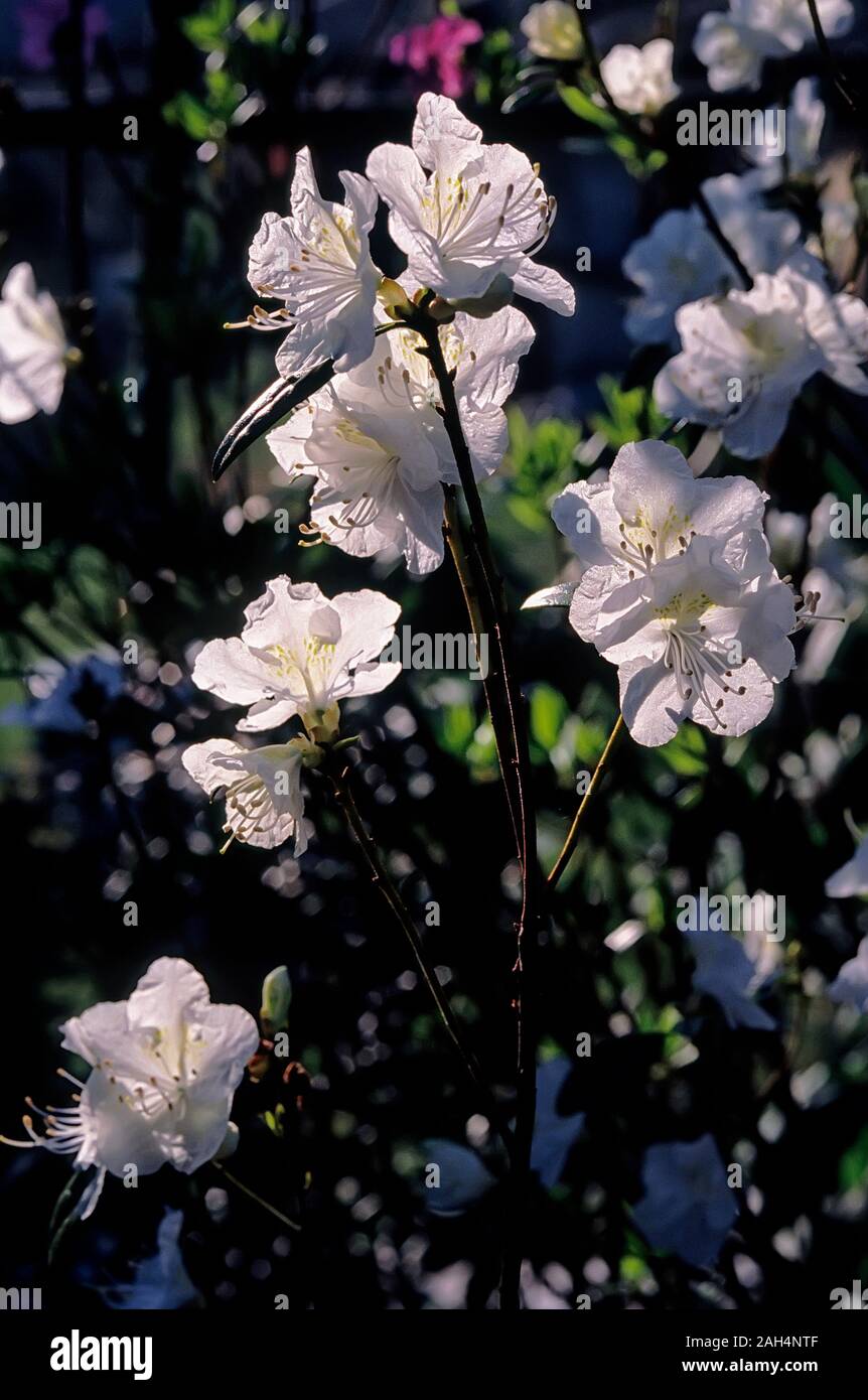 Rhododendron cv. White Lady, Ericaceae, evergreen Azalea, Kaempferi, evergreen shurbs, Japanese Azalea, flowers white. Stock Photo