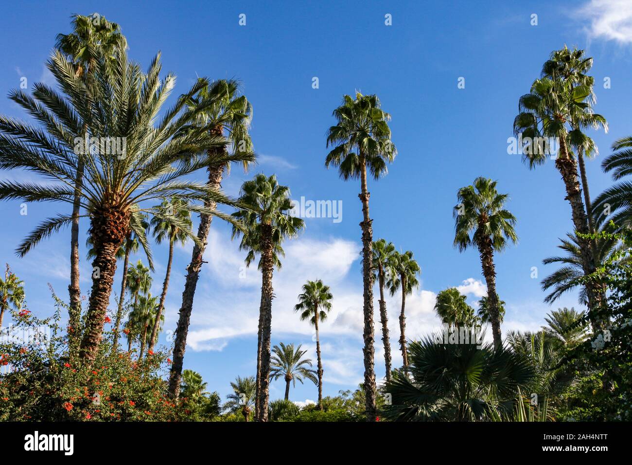 Palm trees on a blue sky Stock Photo