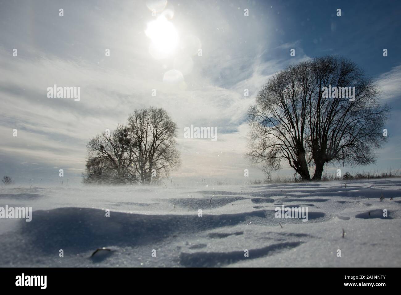 Snowstorm in the sunshine, beauty winter view Stock Photo