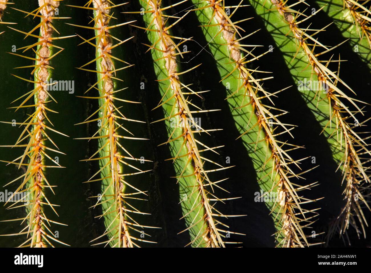 A close up abstract of a cactus Stock Photo