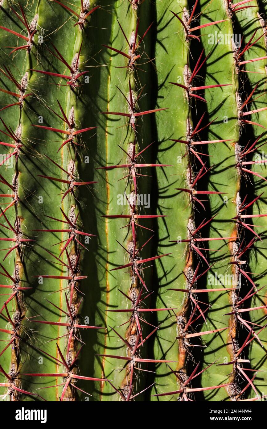 A close up abstract of a cactus Stock Photo