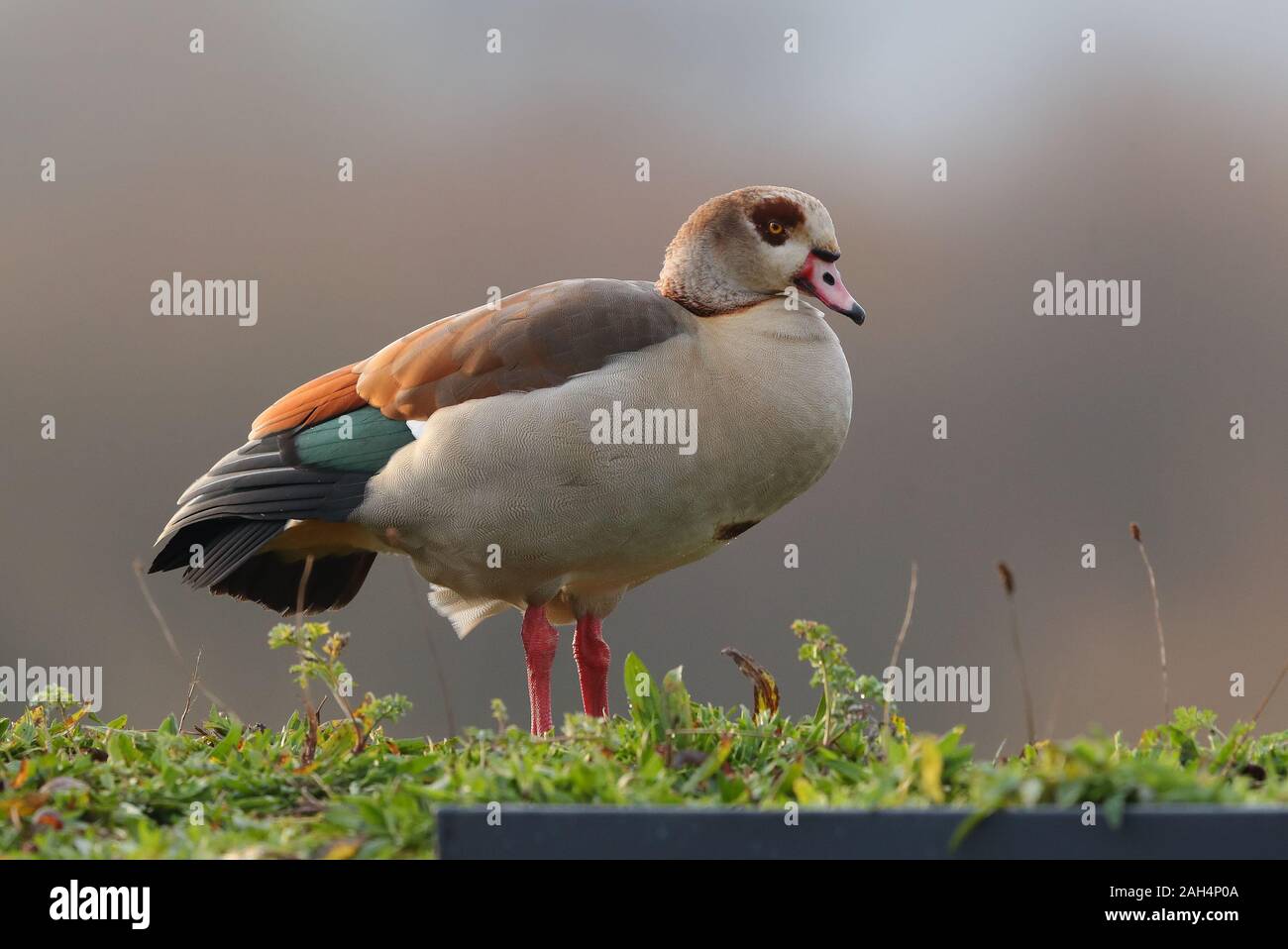 Ornamental geese hi-res stock photography and images - Alamy