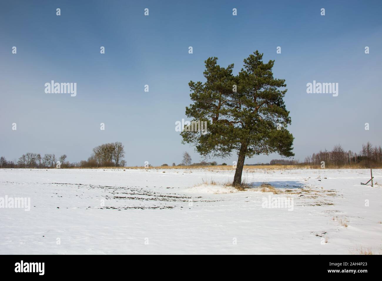 Coniferous tree on a snowy field, winter view Stock Photo