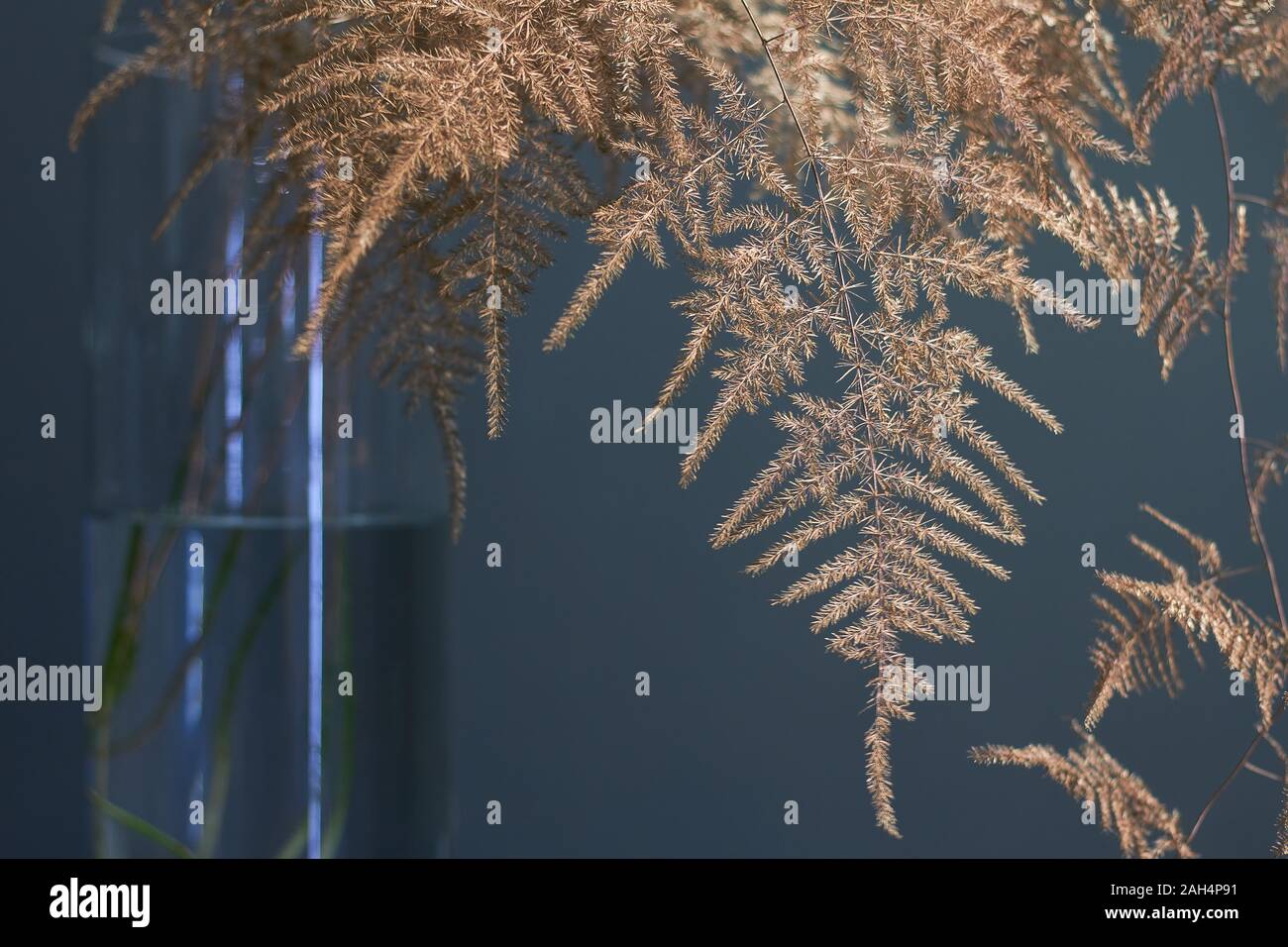 Branch asparagus fern or asparagus setaceus painted in gold in a glass