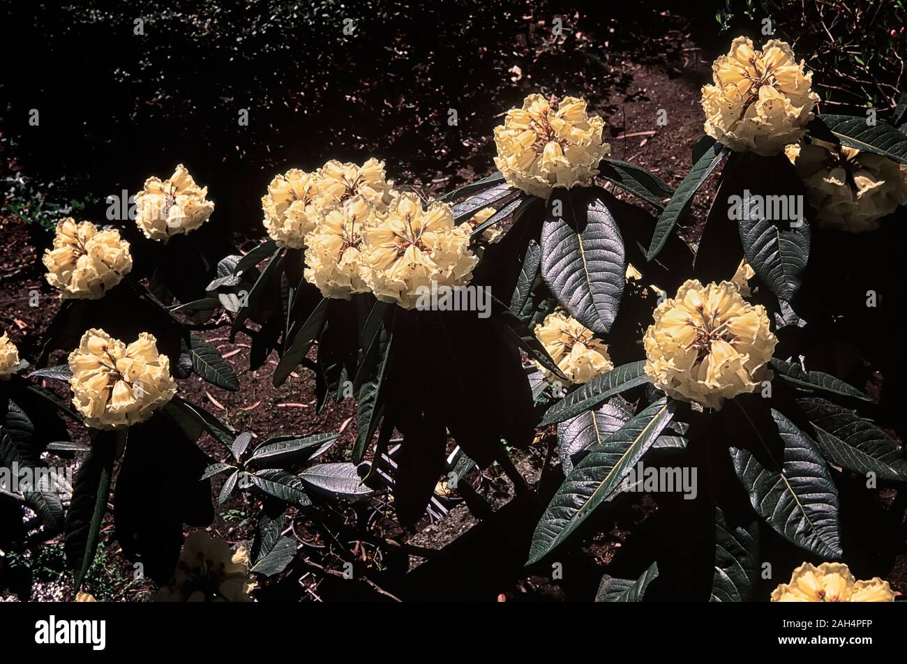 Rhododendron falconeri, Ericaceae, evergreen shurbs of Hymalaia, flower white cream or yellow. Stock Photo