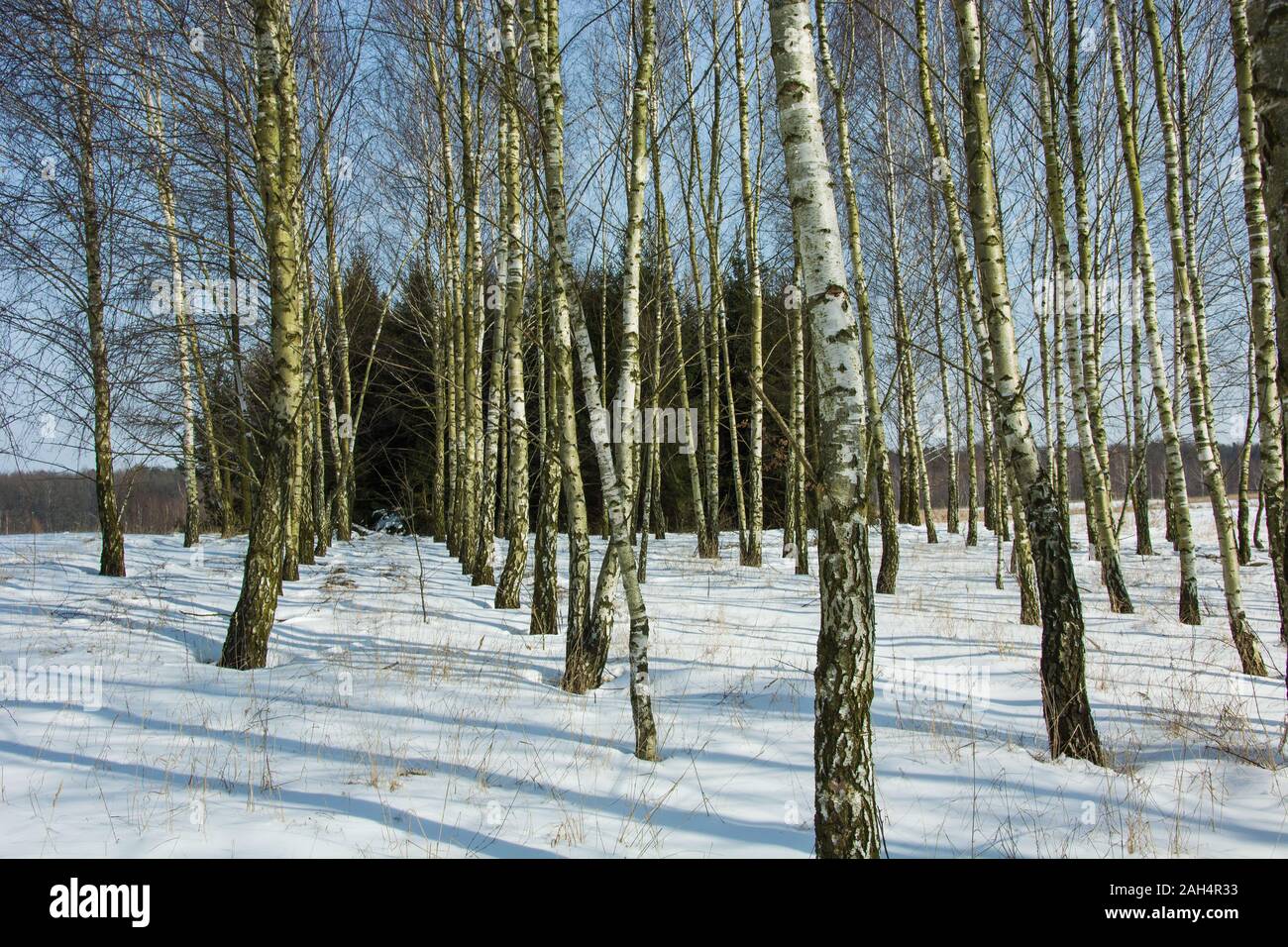 Birchtrees hi-res stock photography and images - Alamy