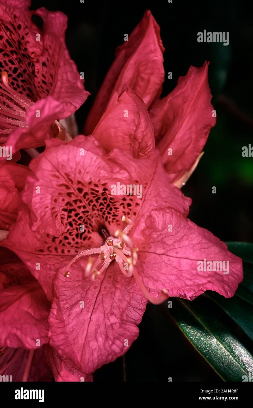 Rhododendron cv. The Honourable Jean Marie de Montague, Ericaceae, evergreen shurbs, flower bright scarlet. Stock Photo