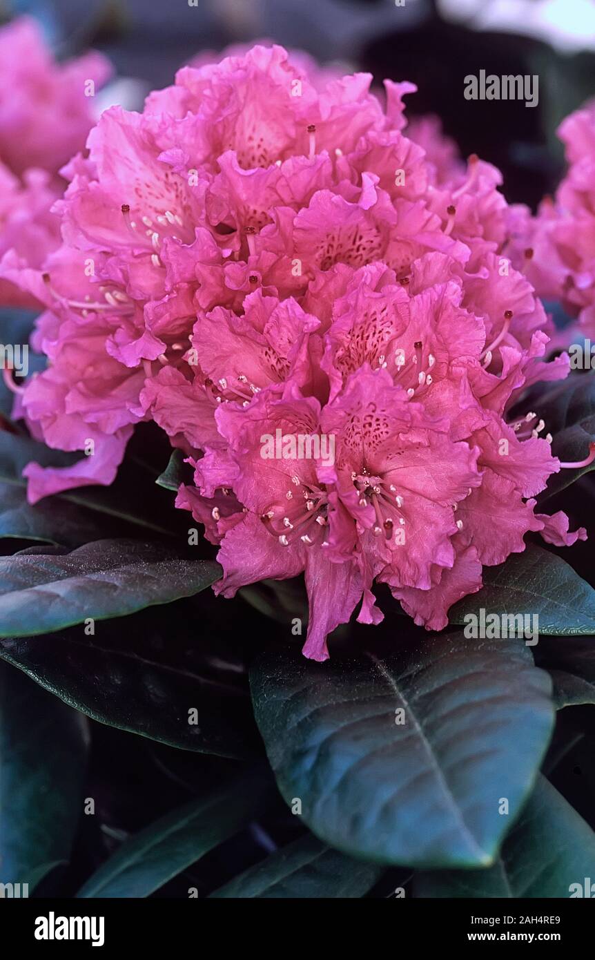 Rhododendron cv. Cosmopolitan; Ericaceae, evergreen shurbs, flower violet-purple. Stock Photo