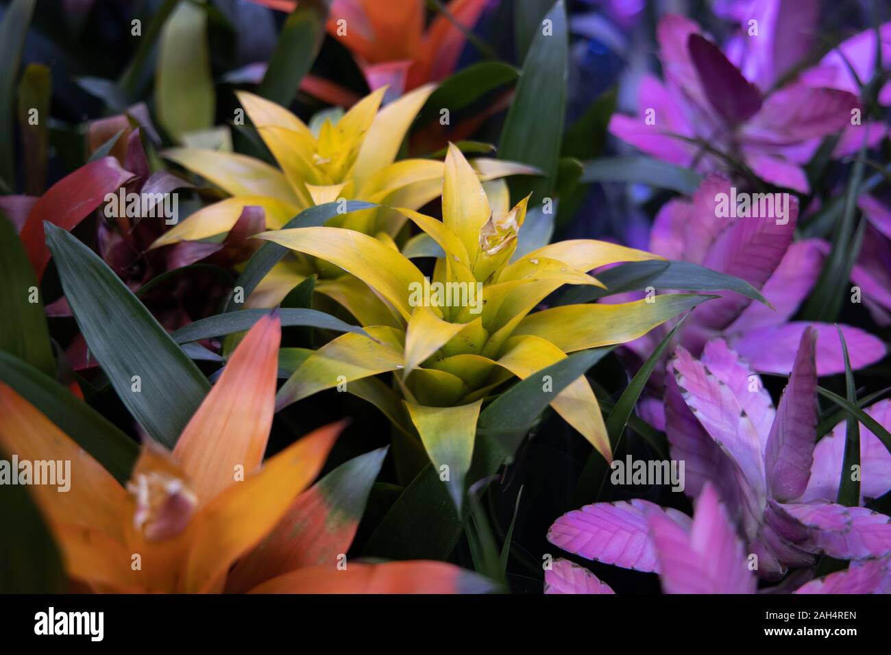 Colorful bromeliad flowers in Colombia Stock Photo