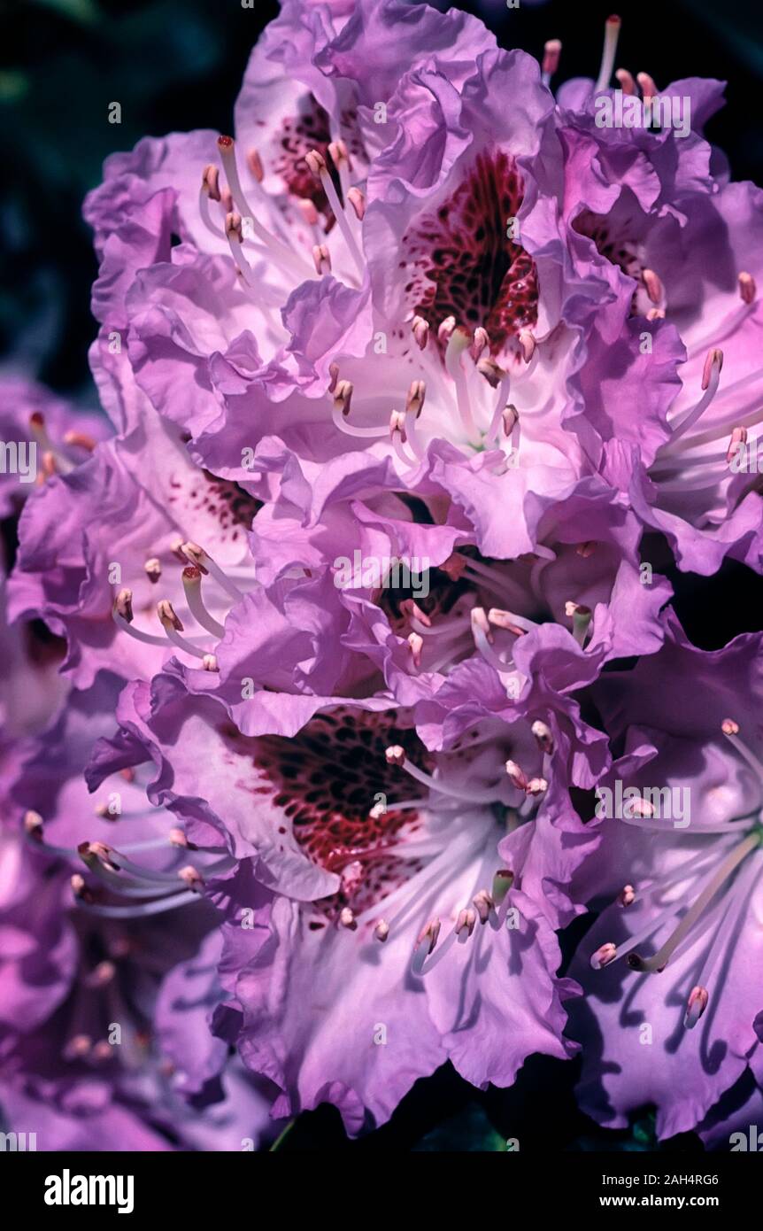 Rhododendron cv. Blue Peter; Ericaceae, evergreen shurbs, hybrid; flower violet-blue. Stock Photo