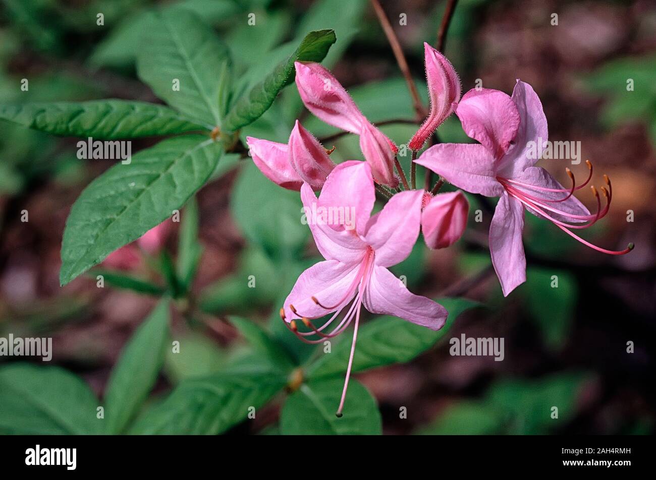 Rhododendron prinophyllum, Rhododendron roseum, Ericaceae, decidous shurbs, wild spicies of United States of America, flower pink. Stock Photo