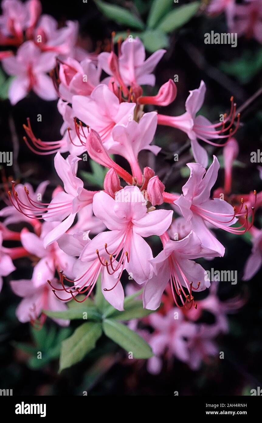 Rhododendron prinophyllum, Rhododendron roseum, Ericaceae, decidous shurbs, wild spicies of United States of America, flower pink. Stock Photo
