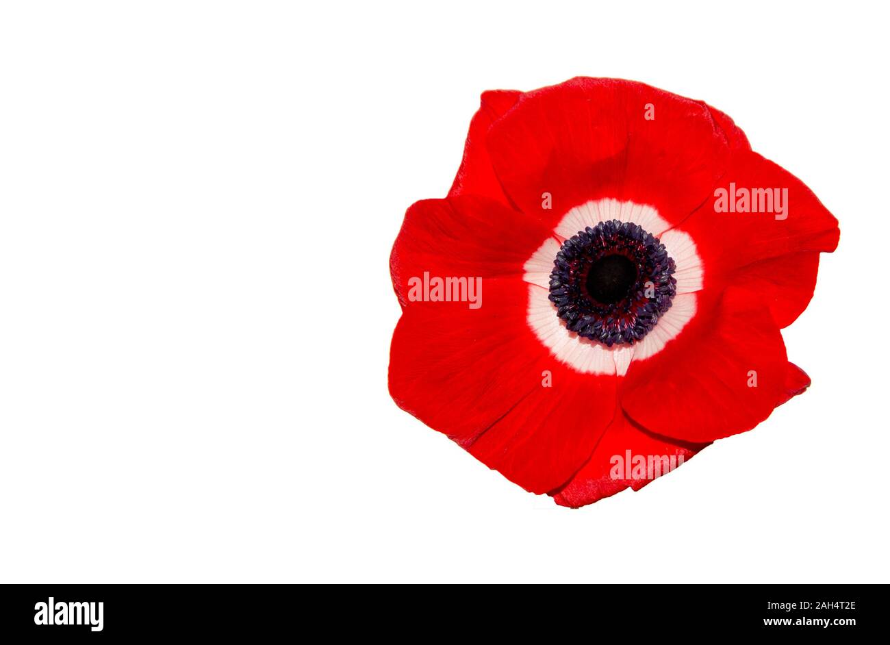 RED ANEMON FLOWERS, anemone coronaria Stock Photo - Alamy