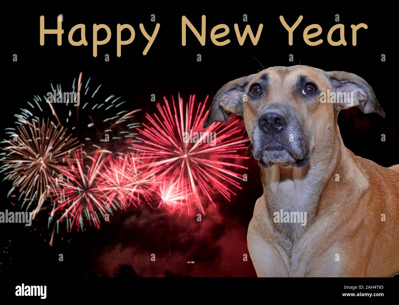Hybrid Dog poses in front of fireworks saying Happy New Year. Stock Photo