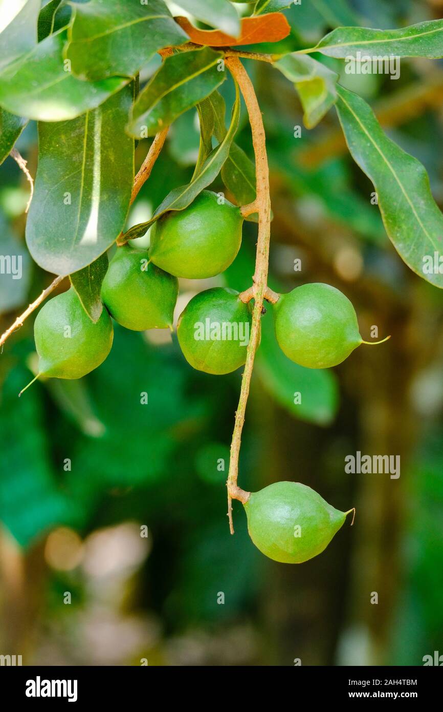 Macadamia nut tree / Fresh green raw macadamia hang on the tree branch and green leaf in the garden fruit Stock Photo