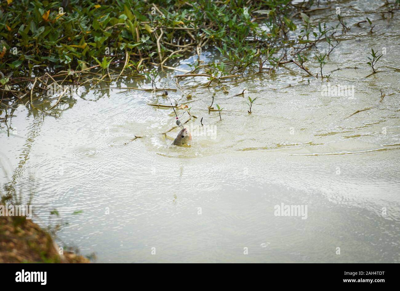 Fishing hook on the river / Sports fly fishing fisherman pulling off spinner close up shot of a fish hook underwater - Tilapia fish Stock Photo