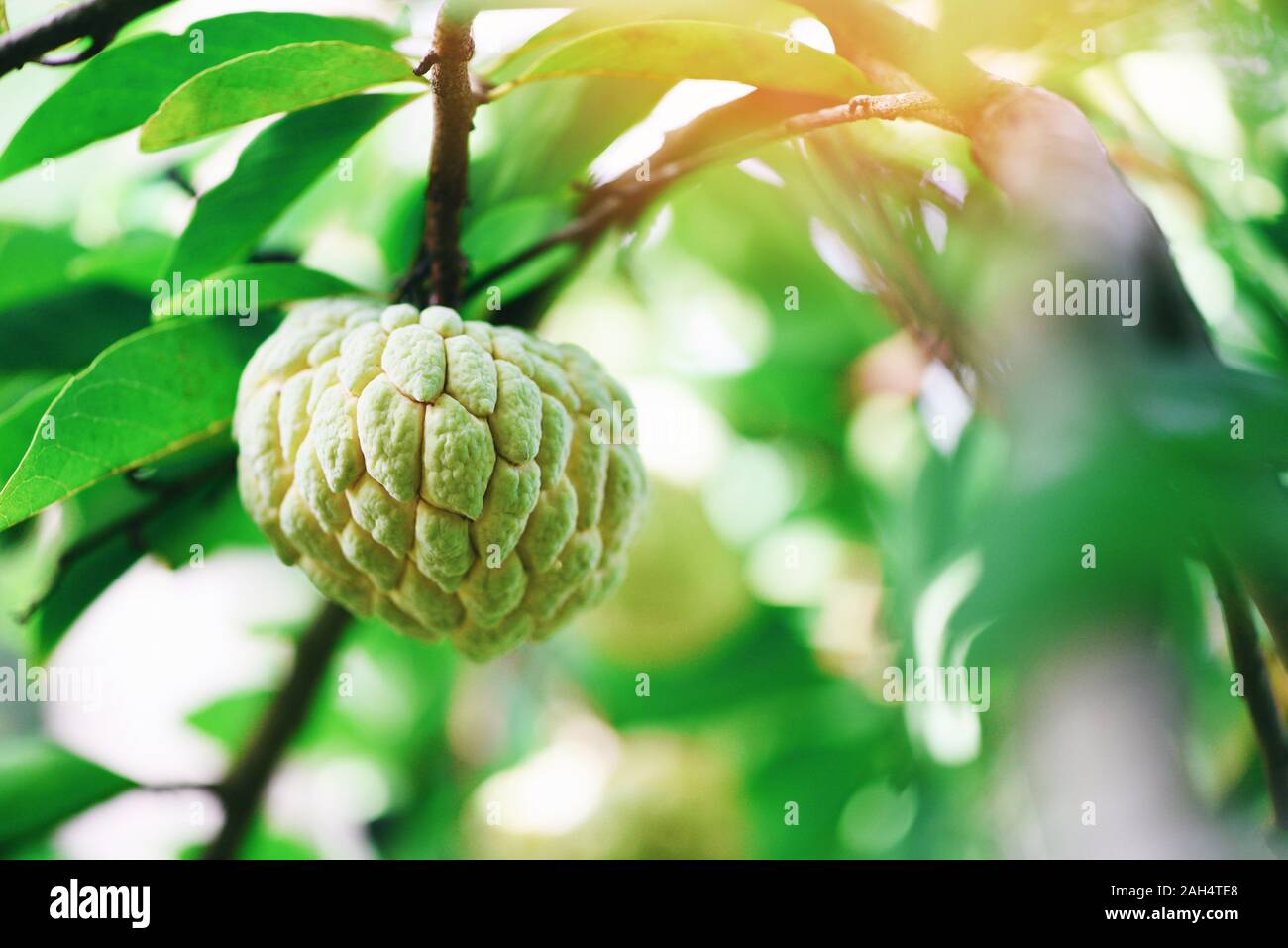 Fresh sugar apple on tree in the garden tropical fruit custard apple on ...