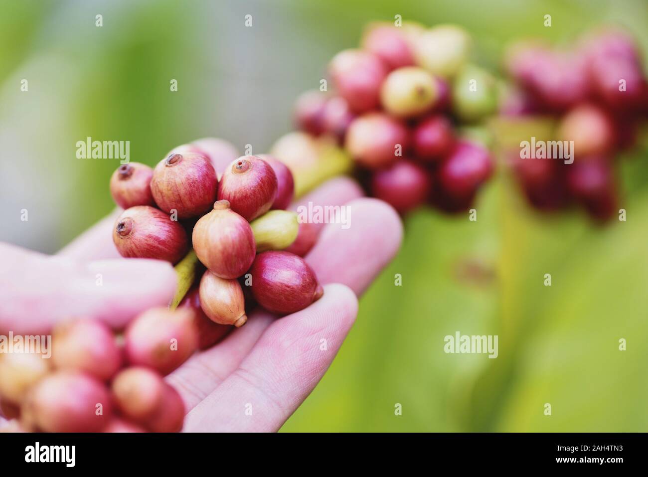Fresh coffee bean on the Coffee tree / arabica coffee berries