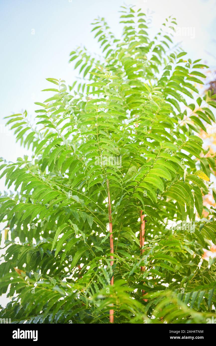 Fresh green tree neem leaves plant growing on nature for food and herb / Azadirachta indica , Neem tree Stock Photo
