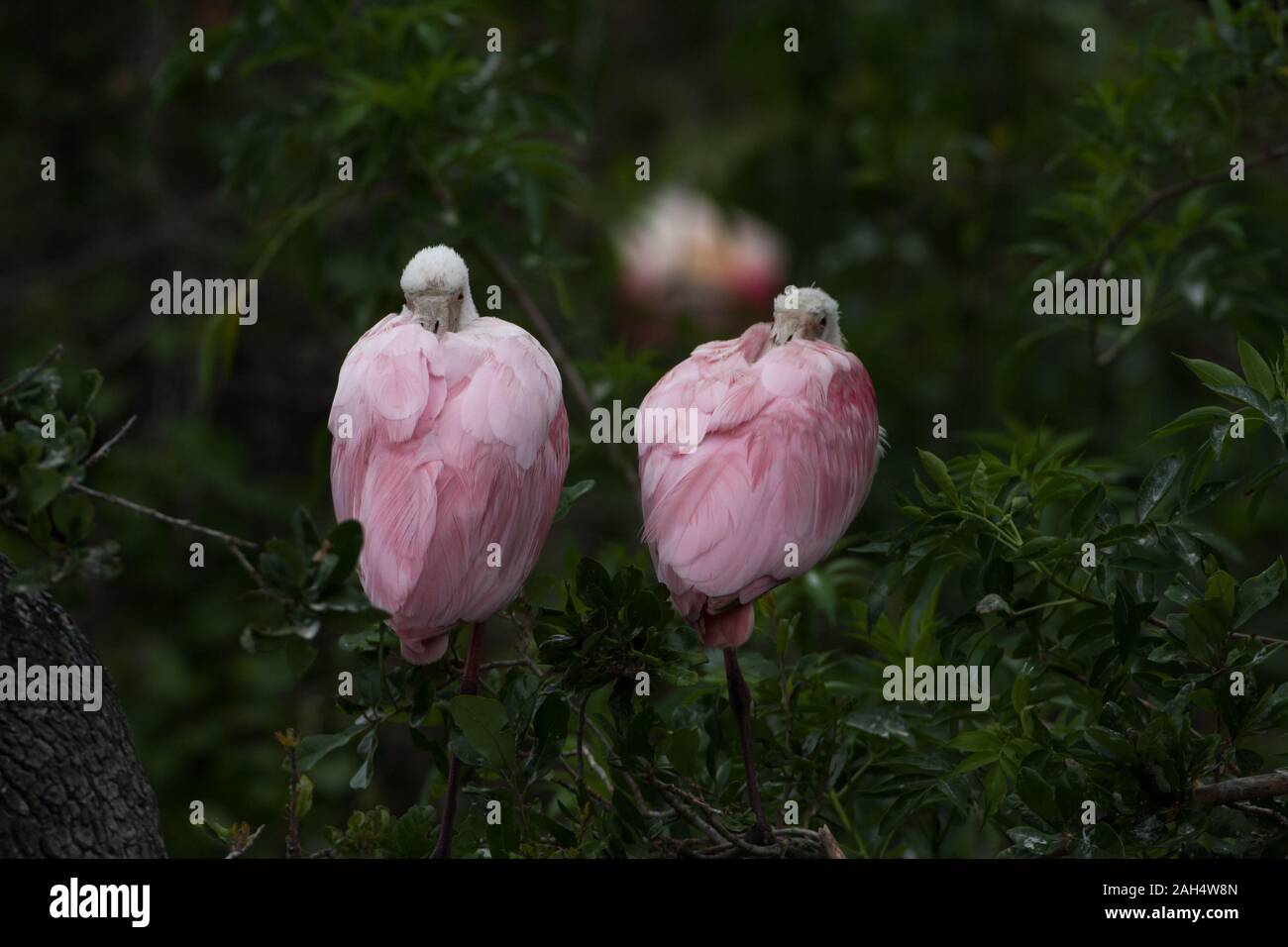 Two resting Roseate Spoonbills in a Florida rookery. Stock Photo