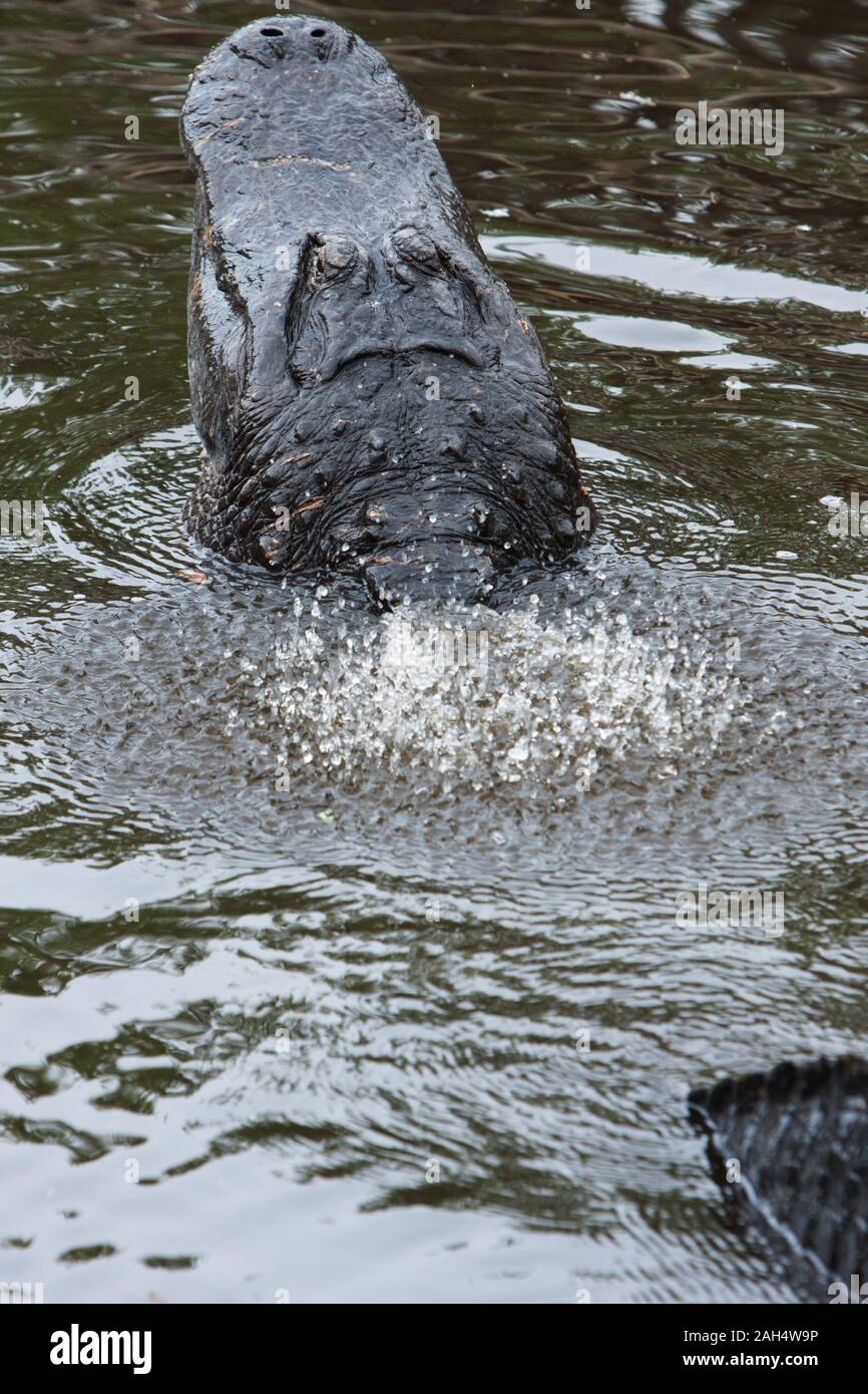 A large American Alligator bellowing during the summer mating season. Stock Photo