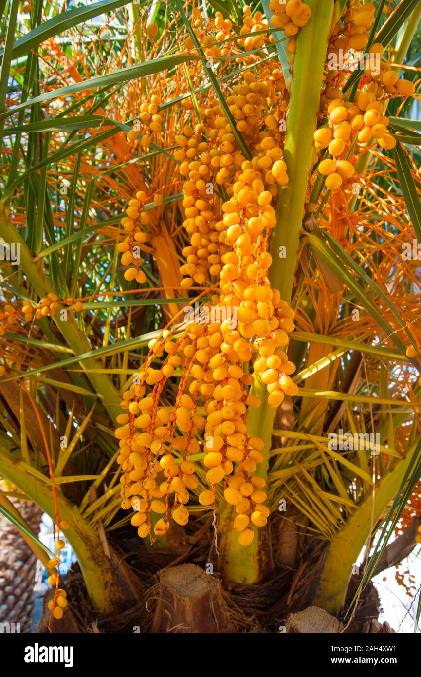VELVET ORANGE PALM