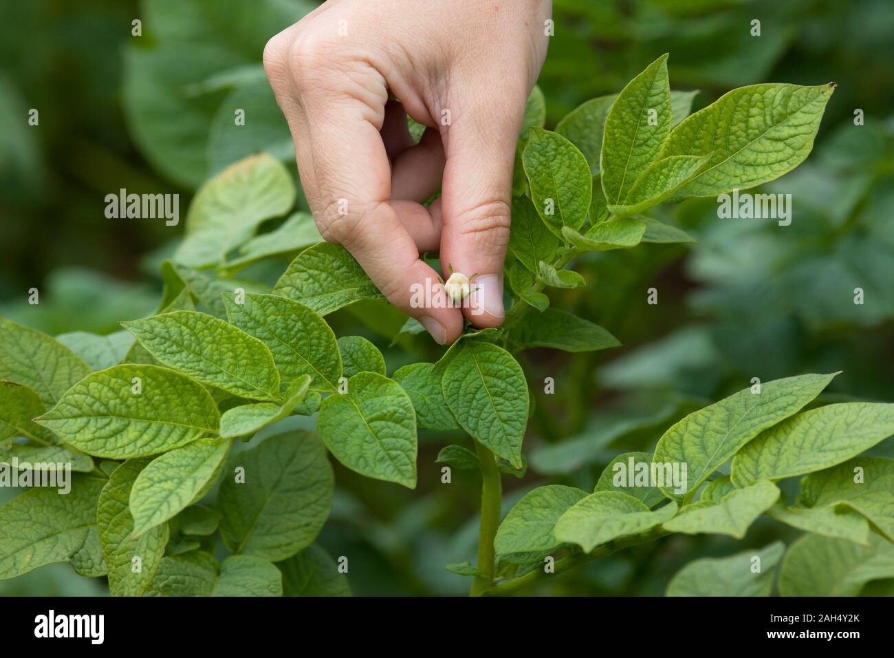 hand picking flowers from the potatoes in the garden Stock Photo
