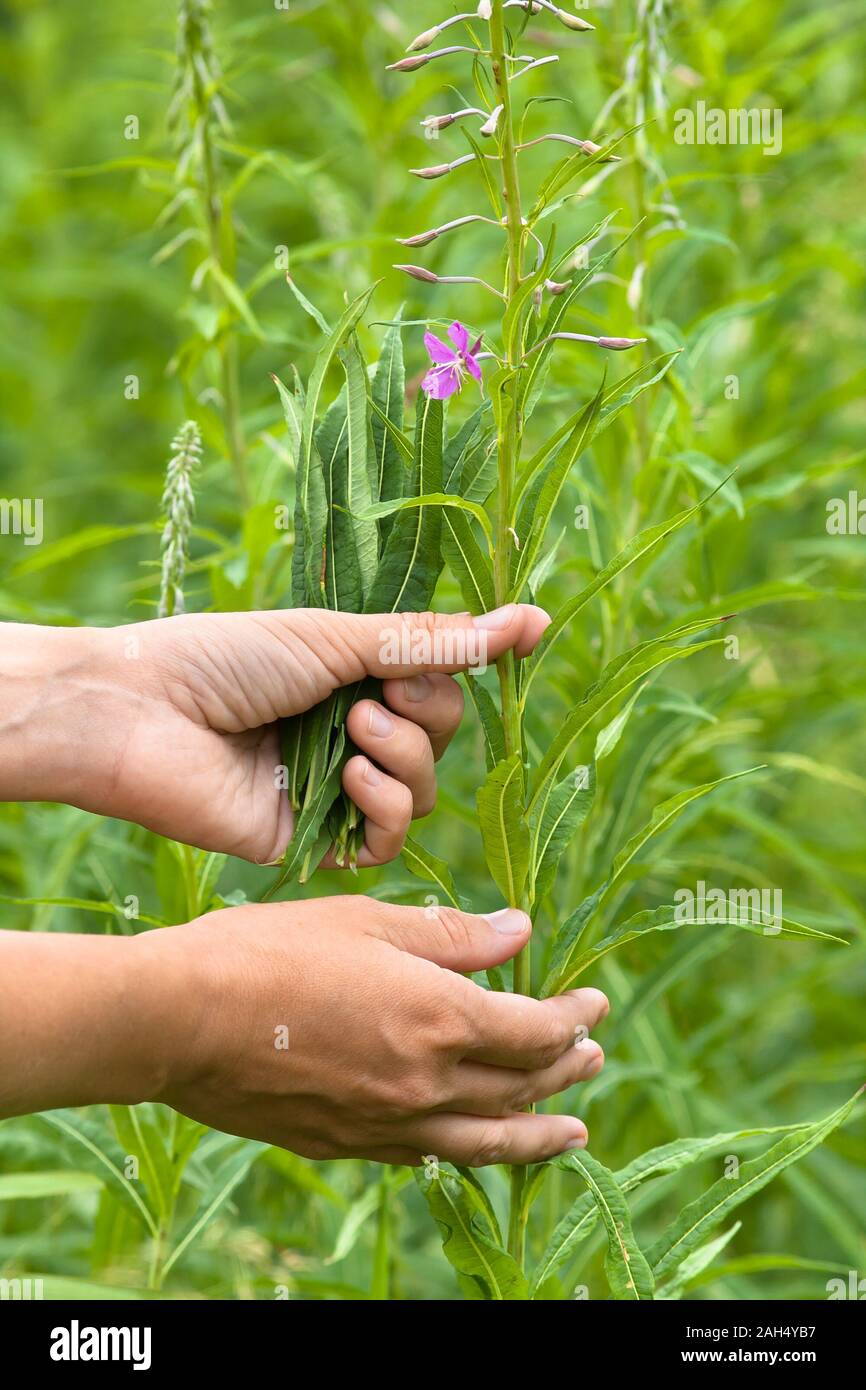 gathering leaves of willow-herb (Ivan-tea) on the meadow Stock Photo