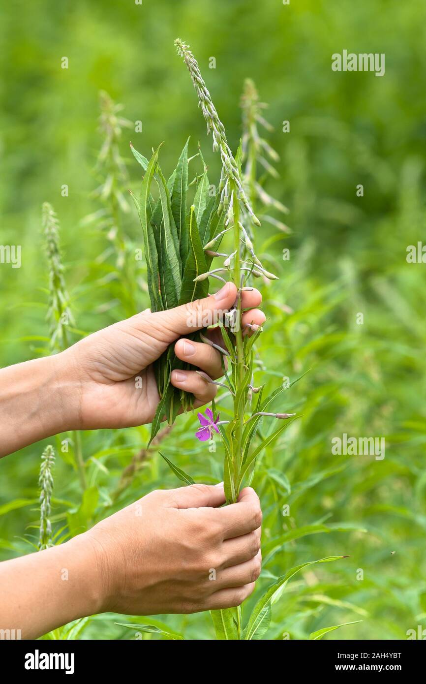 hands gathering leaves of willow-herb (Ivan-tea) on the meadow Stock Photo