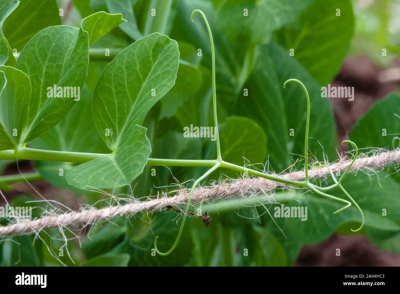 tendril of garden pea twined around the support Stock Photo