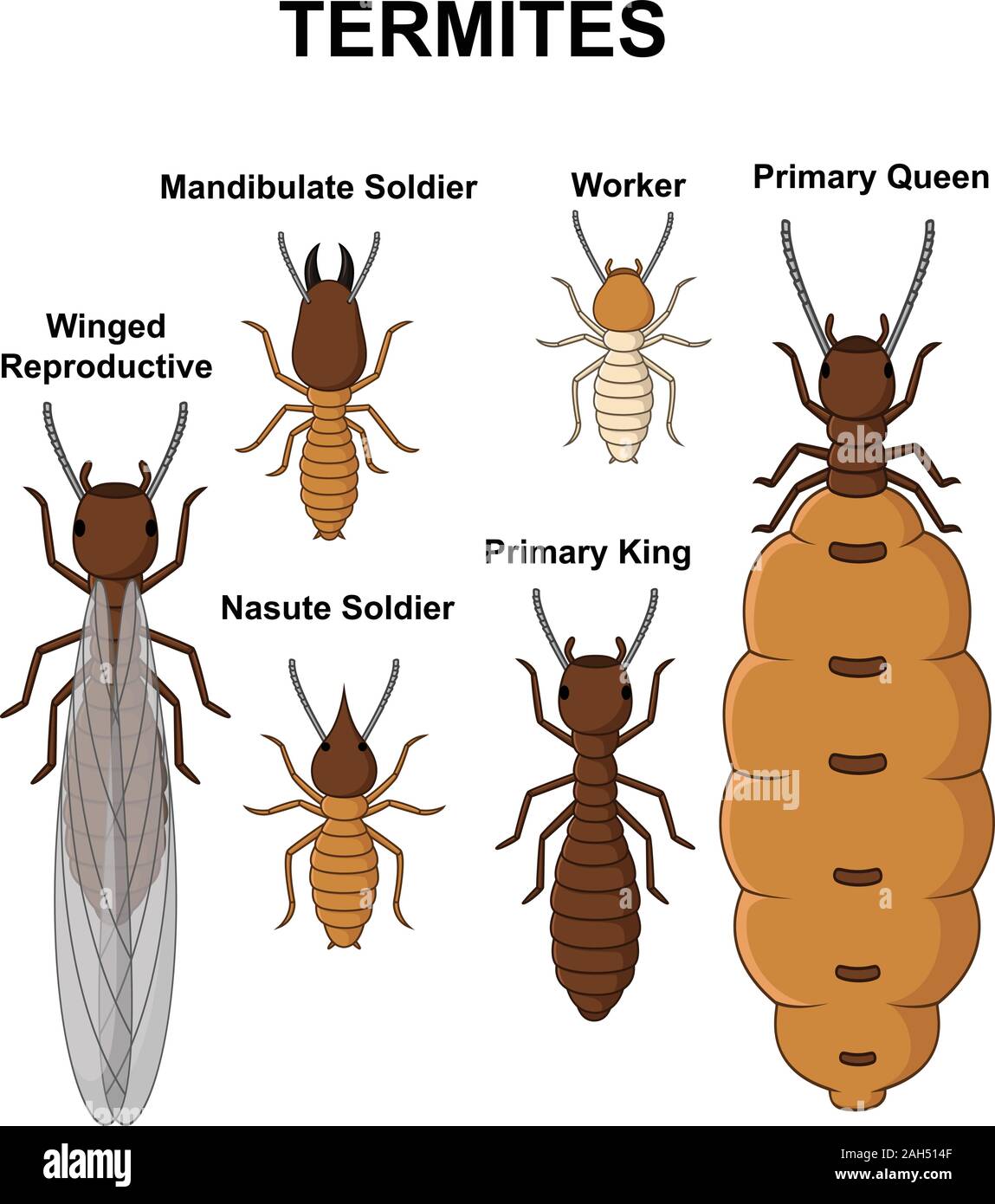 Cartoon type of termites collection set Stock Vector