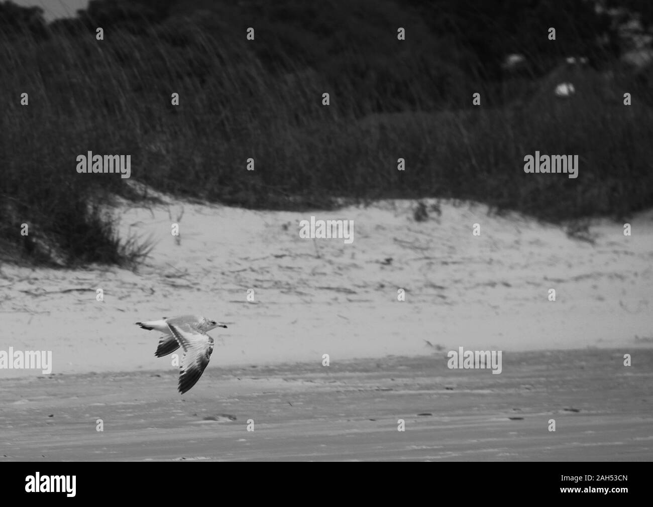 birds in Hilton Head Stock Photo Alamy