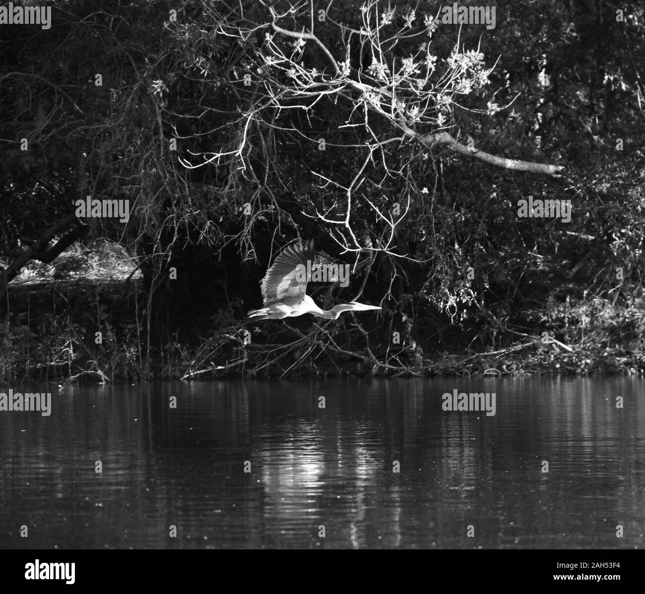 birds in Hilton Head Stock Photo Alamy