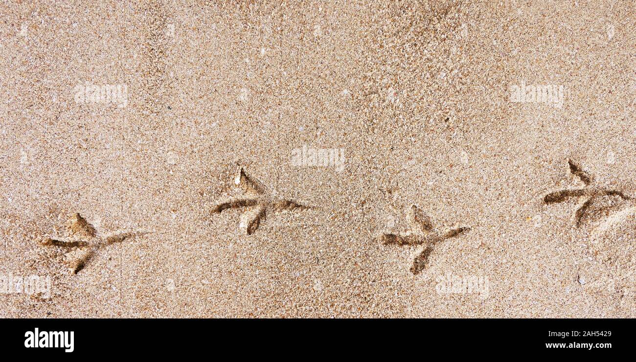 Bird tracks on a sand Stock Photo