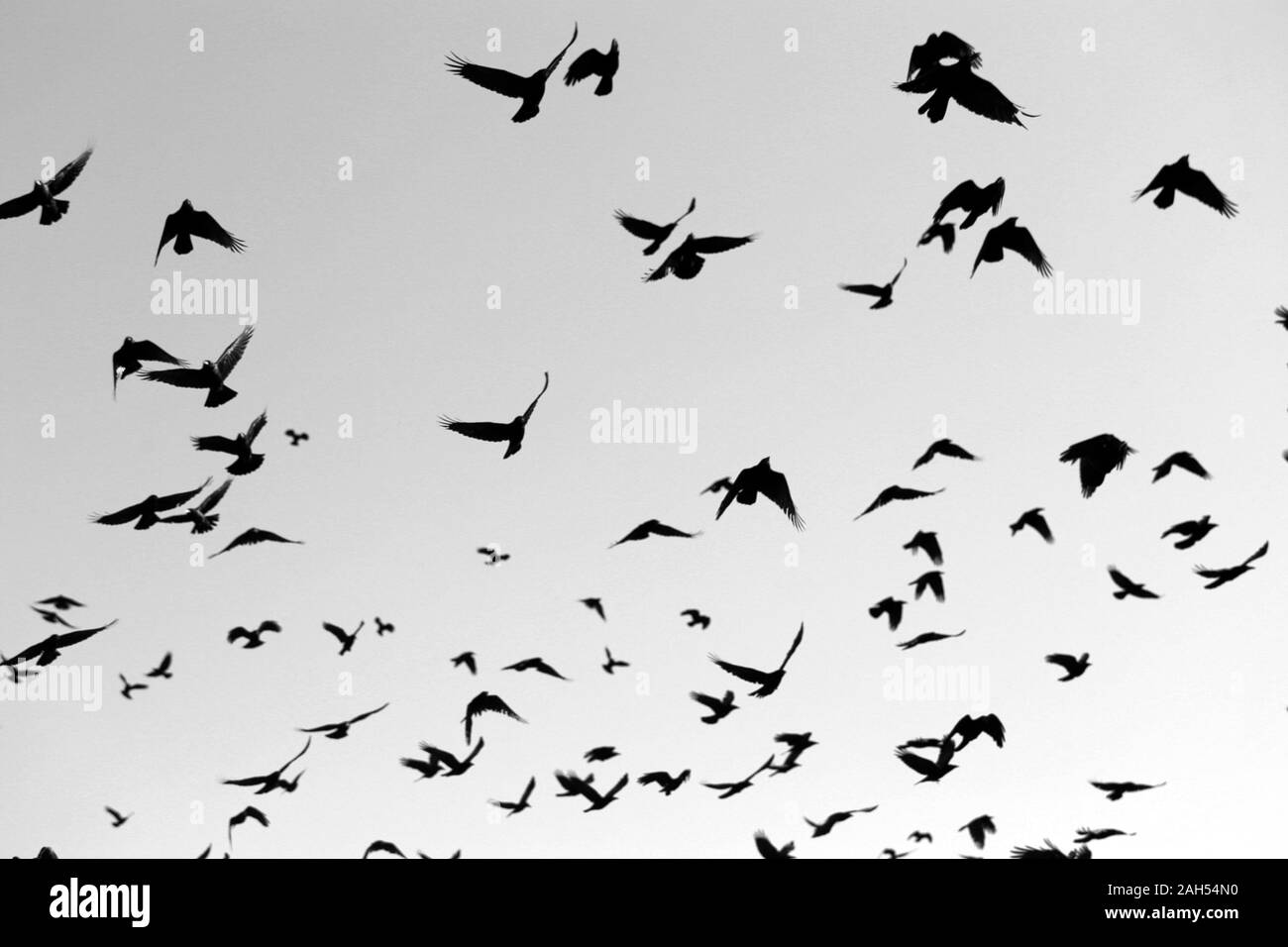 Crows flying Black and White Stock Photos & Images - Alamy