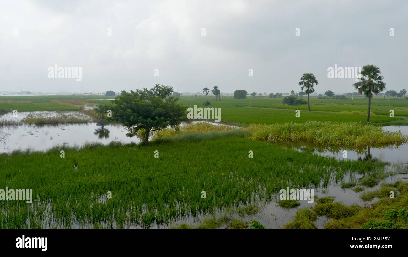 Lush green horizon of agriculture field of a small Indian village in warm and moist air during southwest torrential Monsoon Rainfall season. Tropical Stock Photo
