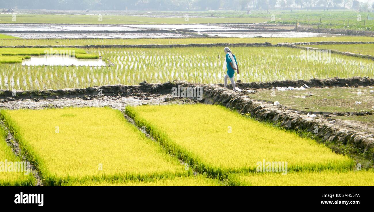 Ripe rice at the paddy field is ready to harvest in a cultivated farmland. A natural landscape scenery of agricultural field rural India. Indian Agric Stock Photo