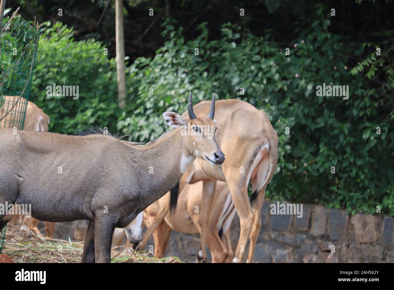 Close view of nilgai in  blue cow image and   Antelope, Boselaphus Tragocamelus, standing in zoo,india Stock Photo - Alamy