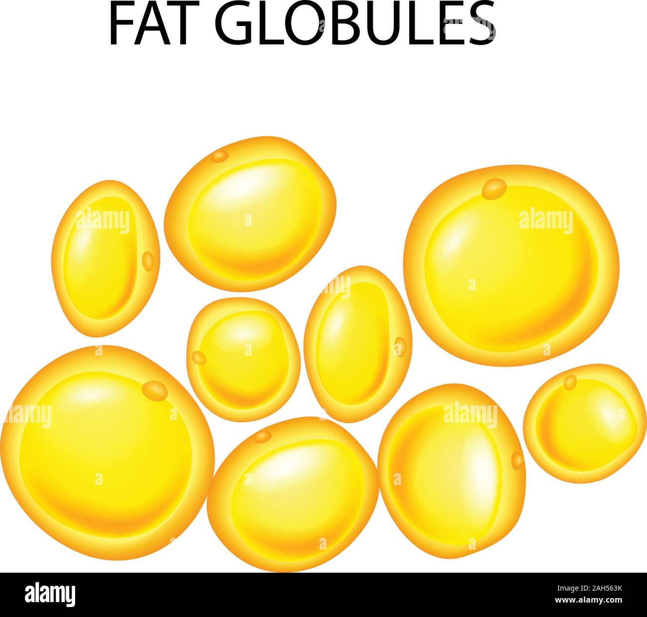 Illustration of fat globules Stock Vector