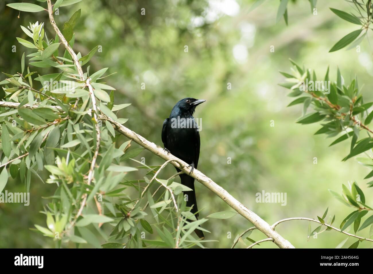 Greater long forked racket tail Spangled Drongo (Chaetorhynchus