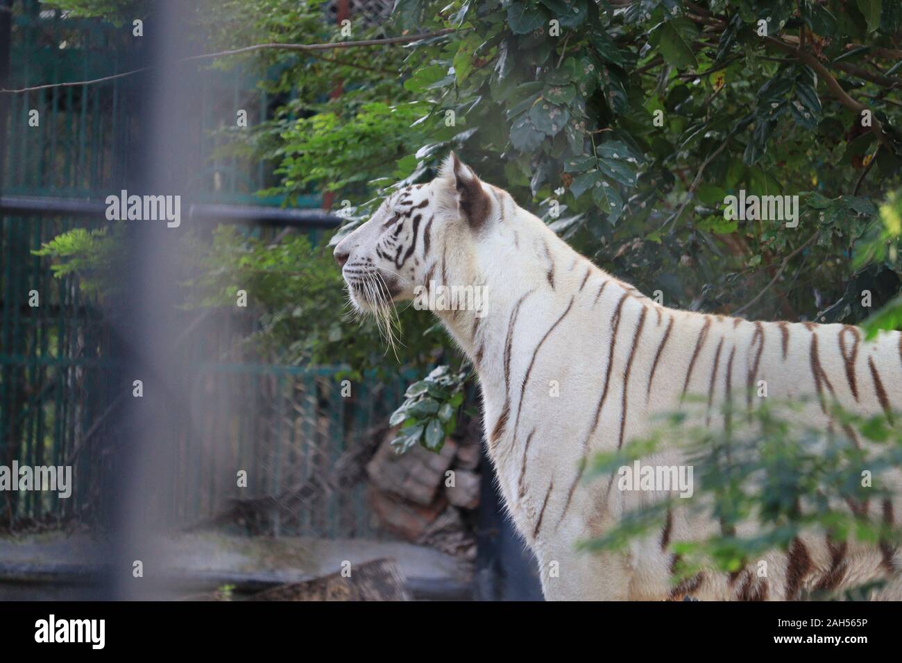 white tiger standing position