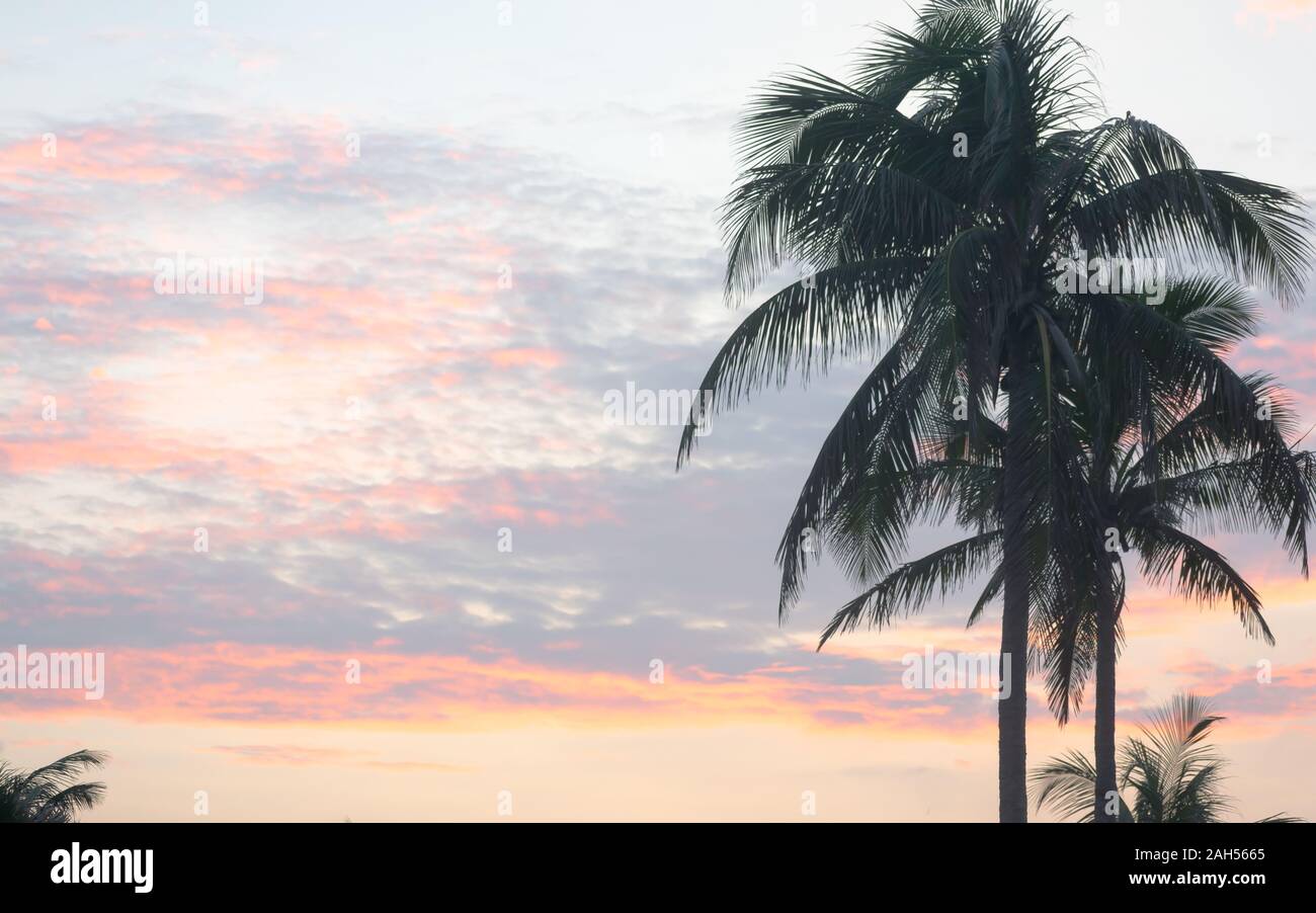 Pink Palm Tree Background High Resolution Stock Photography And Images Alamy https www alamy com coconut palm tree on dramatic red sunset sky background silhouette tropical treetop on evening cloudscape backdrop summer vacation travel tourism on image337560781 html