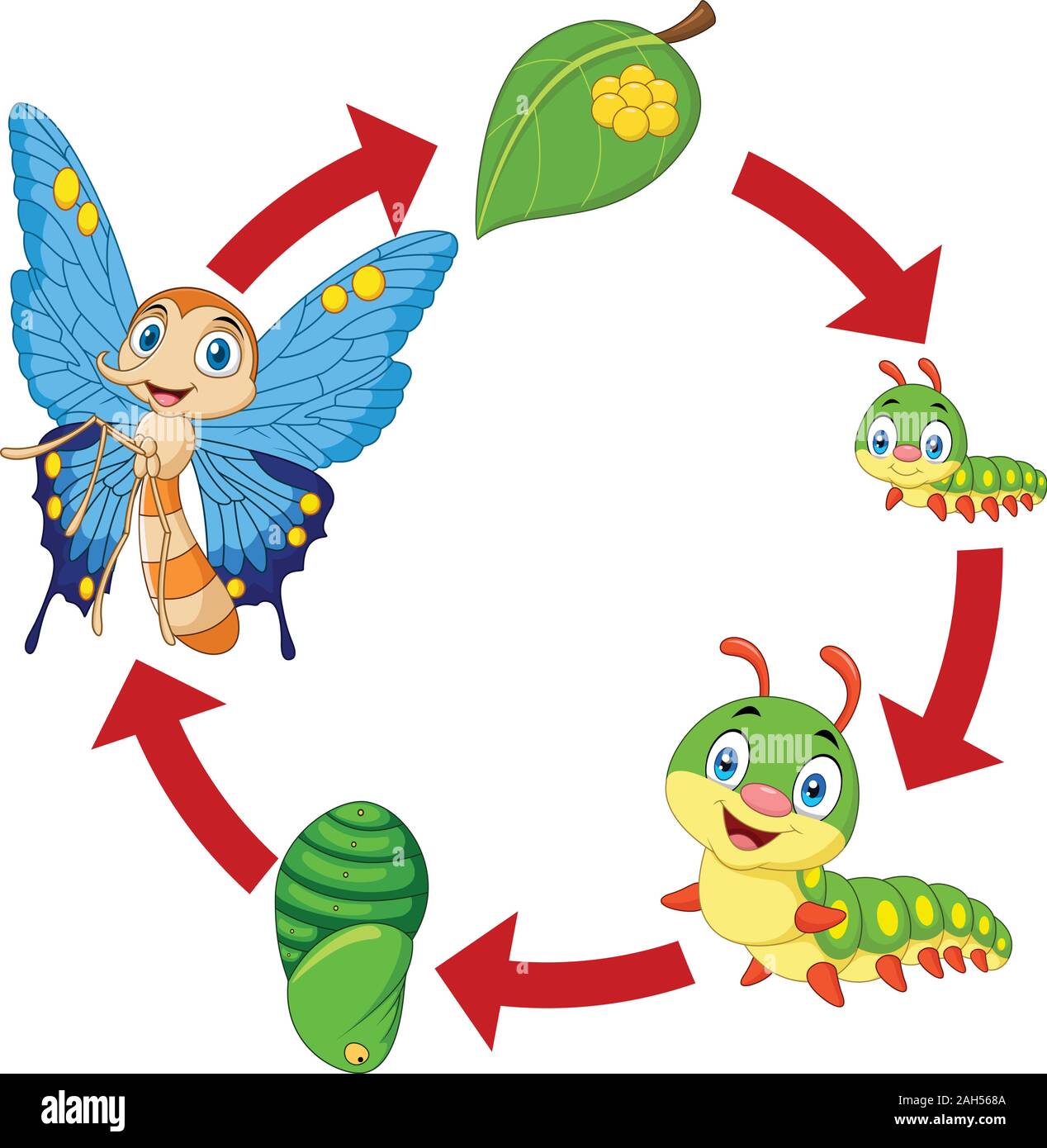 Illustration of butterfly life cycle Stock Vector