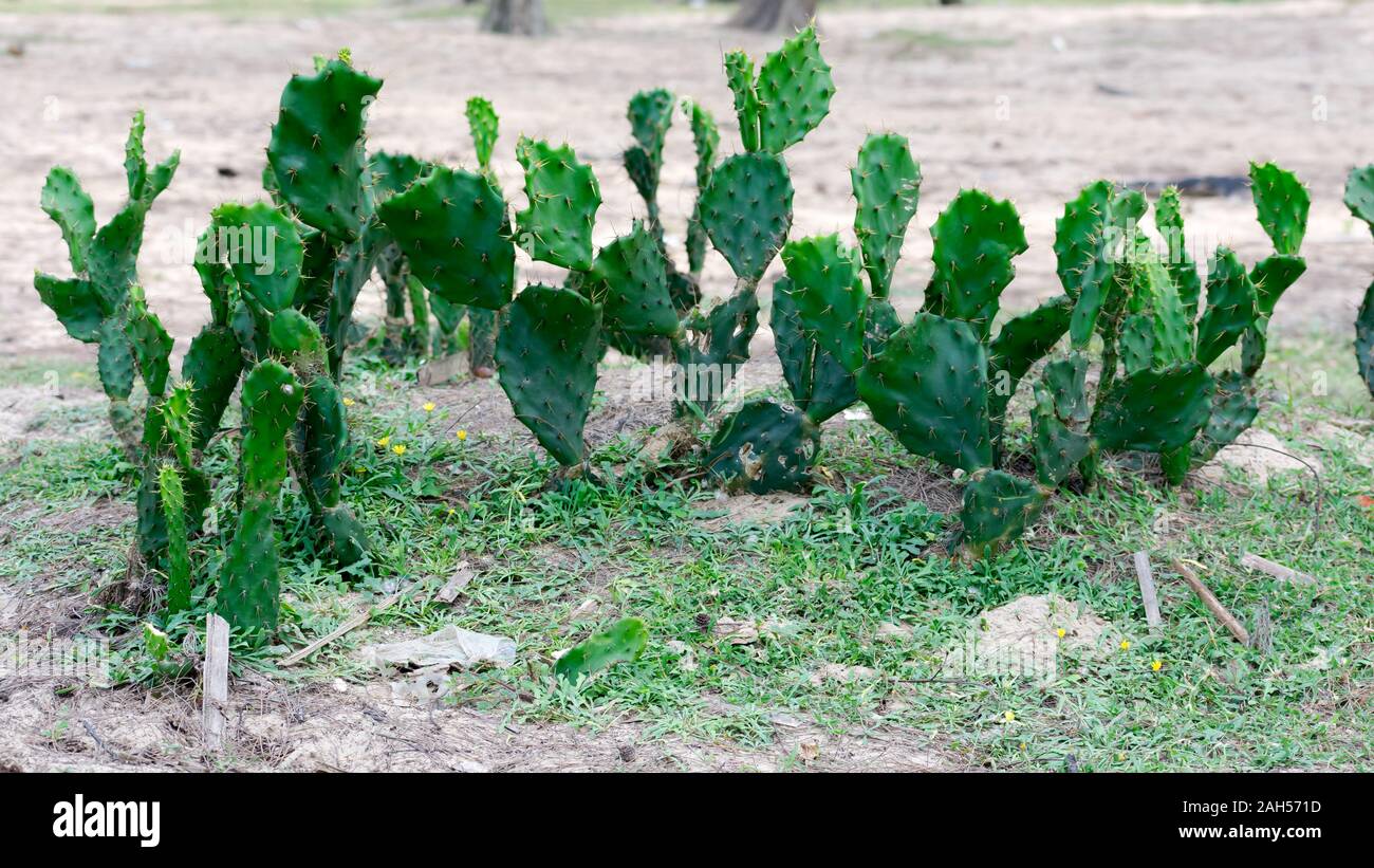 Indian Barbary fig spineless prickly pear Cactus (Opuntia ficus-indica), domesticated crop plant grown in agriculture field in arid and semiarid clima Stock Photo