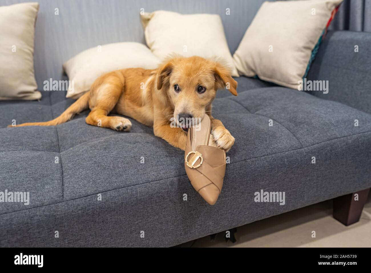 Dodgy Golden Retriever Puppy Biting A Shoe At Home Stock Photo