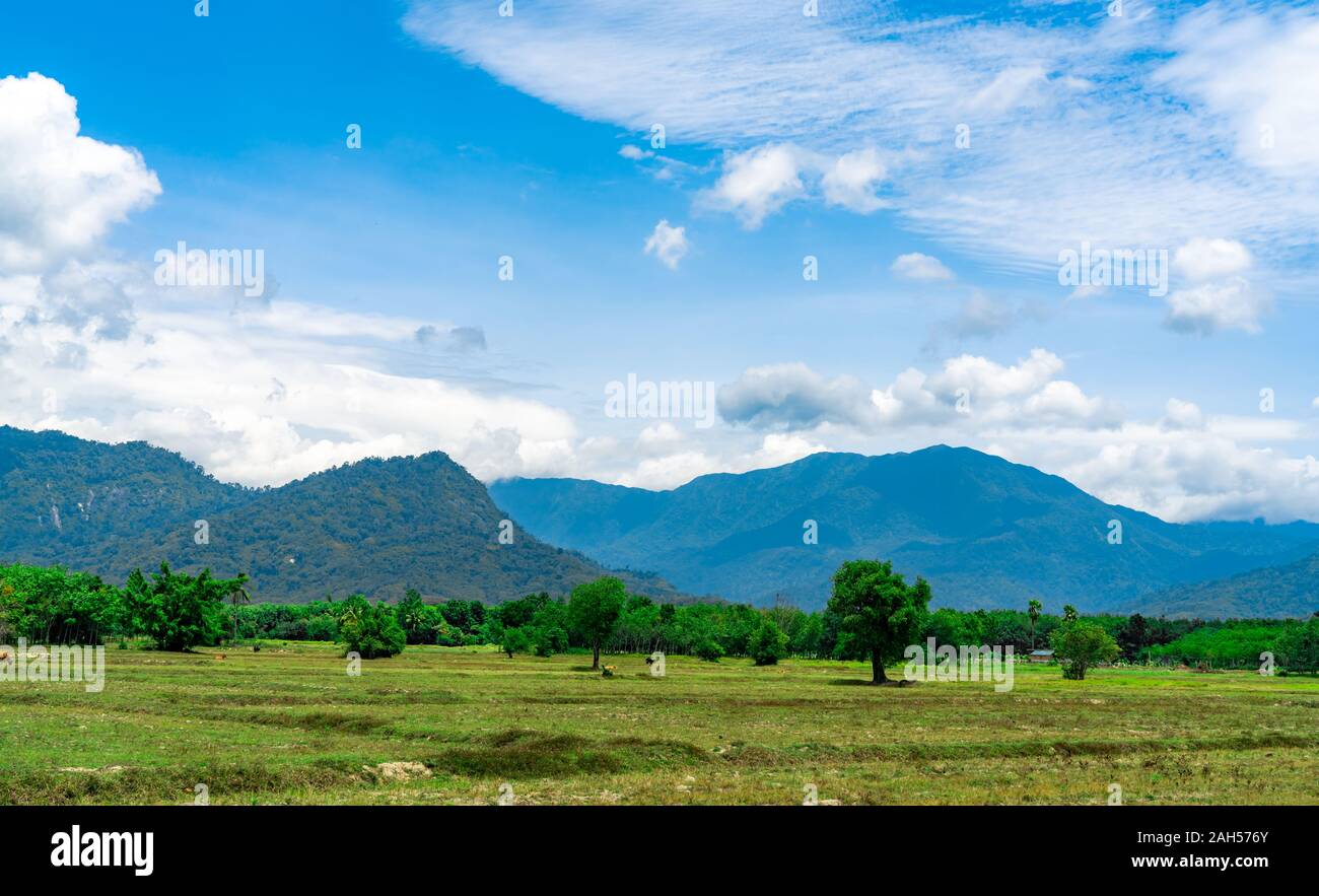 Rice field land in summer. Landscape of green field, mountain with blue sky and white clouds. Nature landscape in Thailand. Summer rice fields after Stock Photo