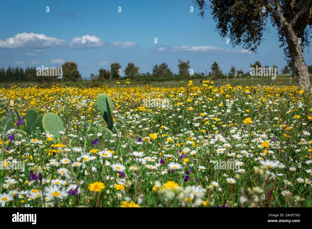 Spring flowers in the field in spring, Alejante, Portugal Stock Photo