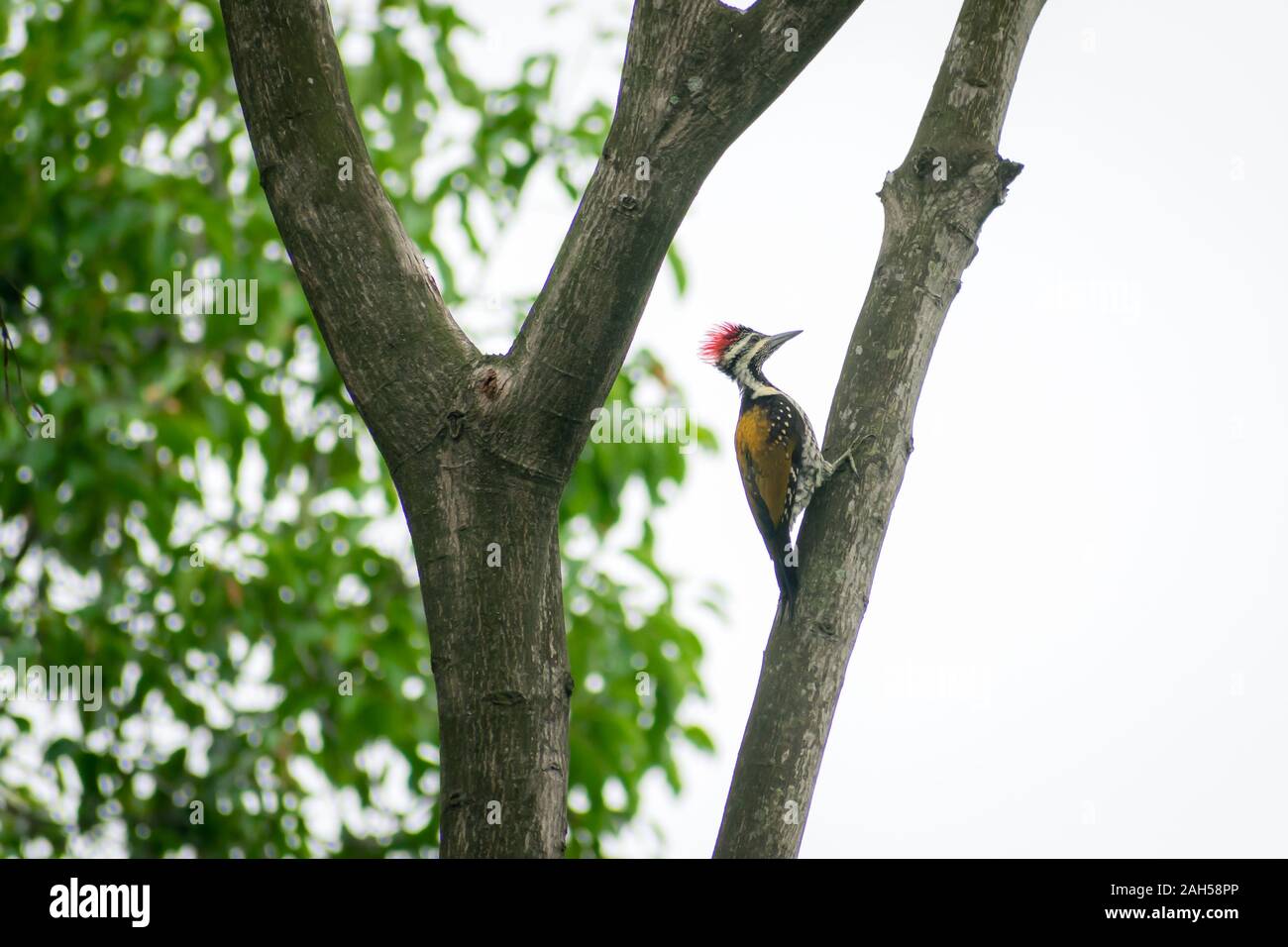Juvenile Greater Pileated Woodpecker (dryocopus lineatus) spotted in